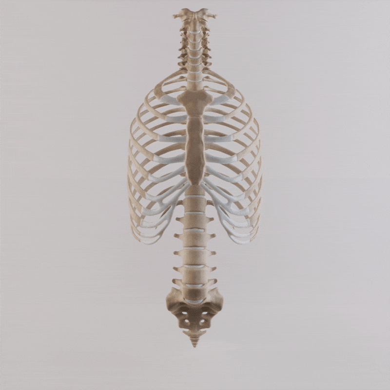 Note: The true ribs (1-7) are attached to the sternum, and therefore cannot widen. The false ribs (8, 9, & 10) are not attached to the sternum, but to each other with cartilage.The floating ribs (11 & 12) attach only to the vertebrae. Therefore the main widening is done in the false ribs and the floating ribs